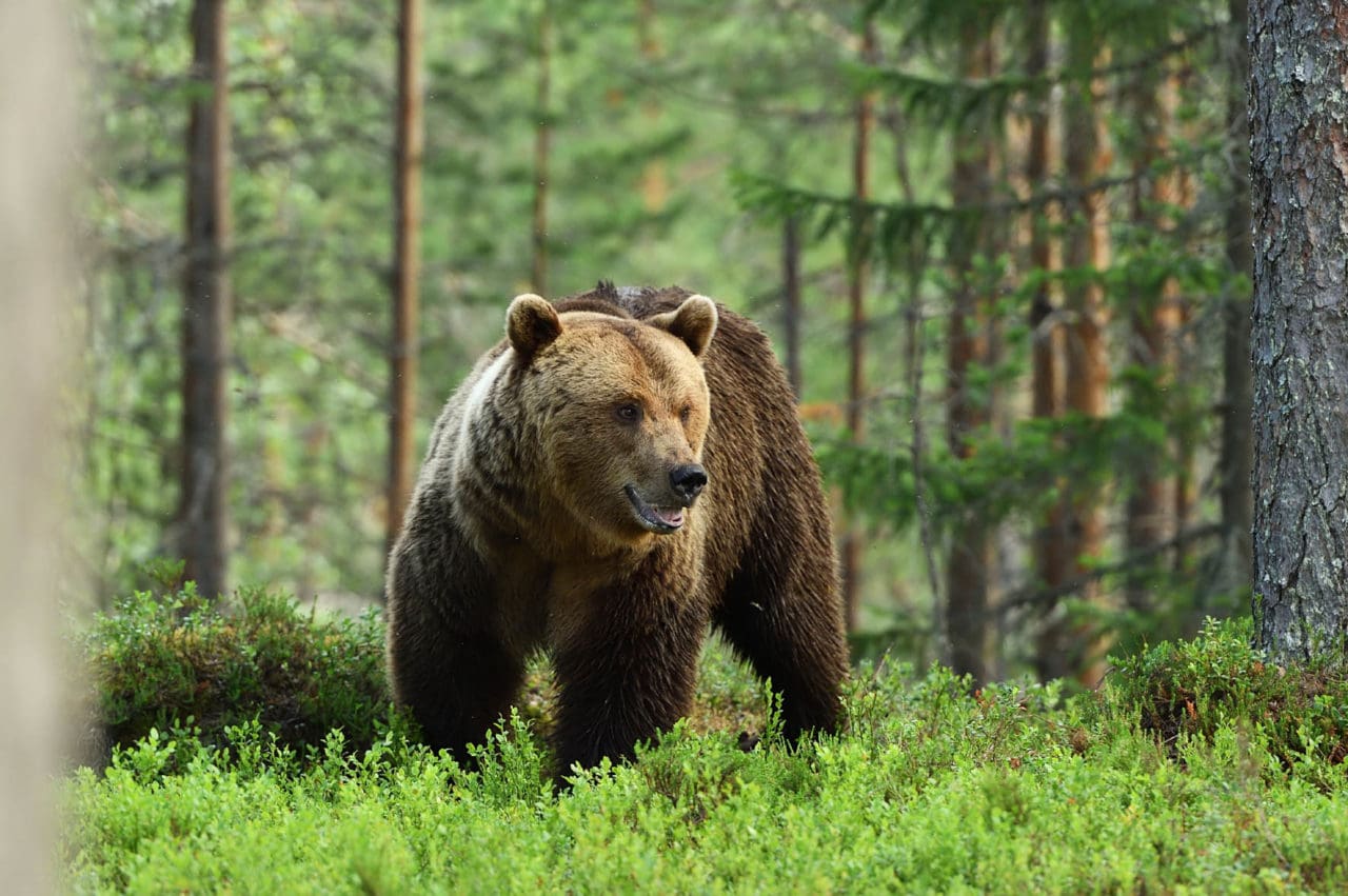26 björnar får fällas i Västerbotten i år.