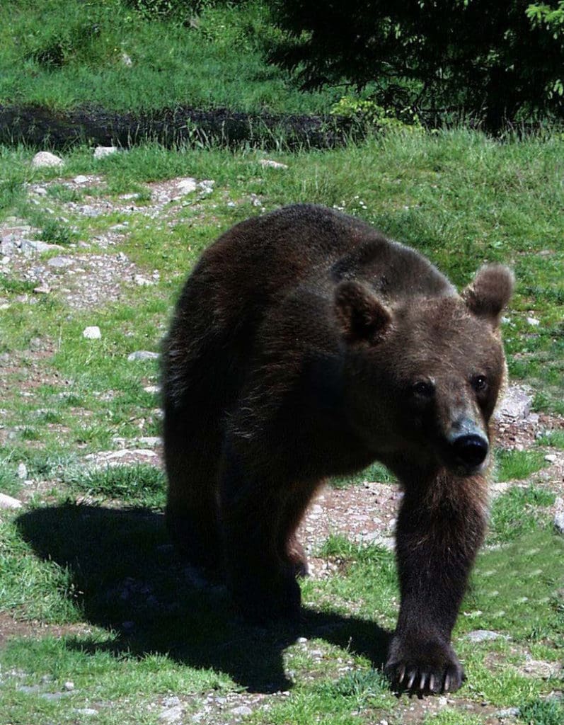 Bara under 2004 skadades 33 personer av björn i Slovakien, men björnjakten hindras av både nya jaktregler och trög byråkrati.