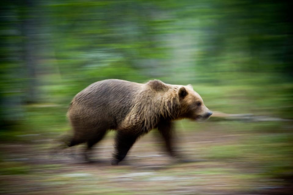 En jägare i Bergs kommun hävdar att han sköt en attackerande björn i nödvärn. (Arkivbild)