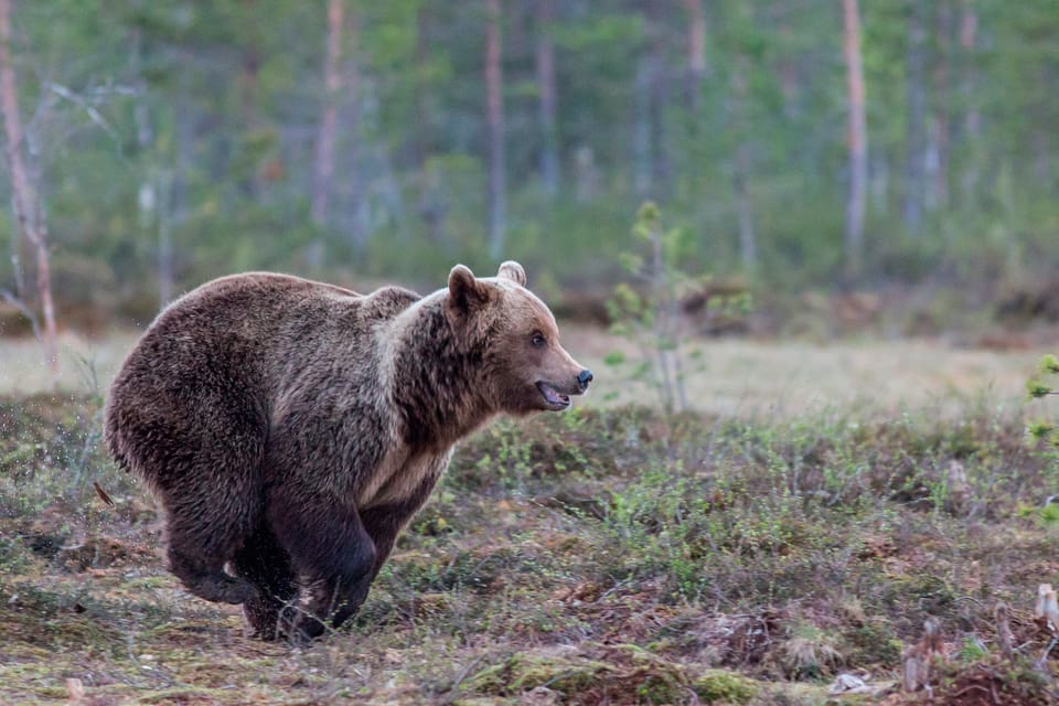 Att vid licensjakt på björn byta ut en trött hund mot en pigg är inte tillåtet, eftersom drevbjörnen också är trött.