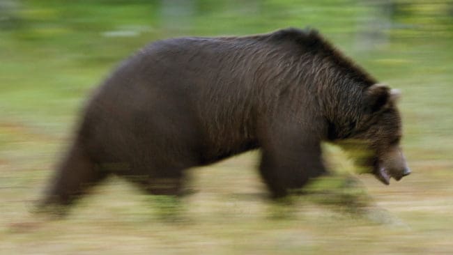 Den framrusande björnhonan filmades av en älgjägare som tvingades släppa mobilen och avlossa två skott i nödvärn på Stöttingsfjället i Vilhelmina. (Arkivbild)