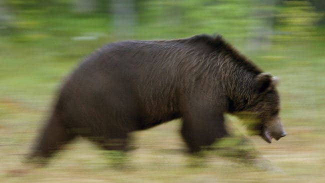 På måndagsmorgonen inträffade det fjärde fallet med en attackerande björn som sköts i nödvärn. Den här gången i Åsele, Lappland. (Arkivbild)