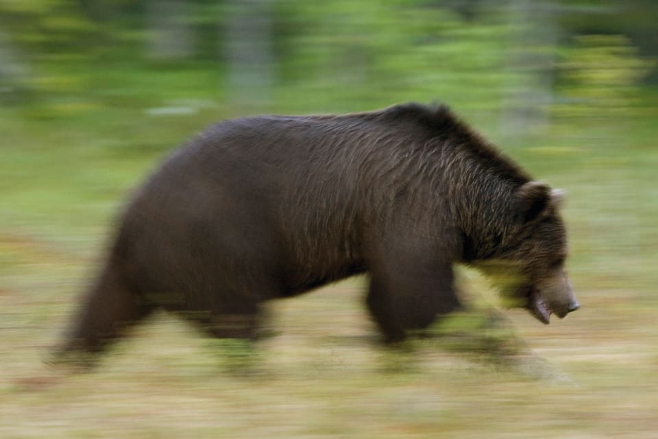 På måndagsmorgonen inträffade det fjärde fallet med en attackerande björn som sköts i nödvärn. Den här gången i Åsele, Lappland. (Arkivbild)