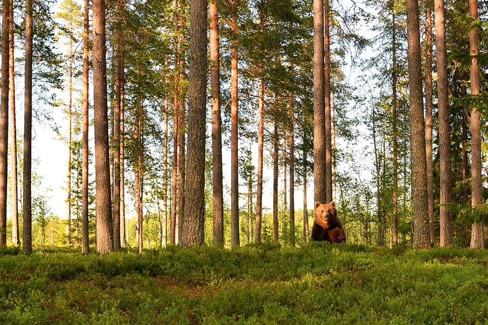 Fågeljägaren Kent R Olsen attackerades av en björn, men björnen krockade med en tall och föll död ner alldeles bakom honom. Troligtvis bröt den nacken. (Arkivbild)