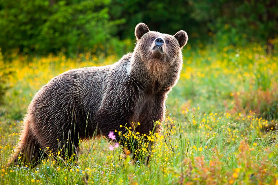 Idag tog årets licensjakt på björn slut i Västernorrland sedan den 35:e björnen fälldes i morse. Det skedde i Sundsvalls kommun.