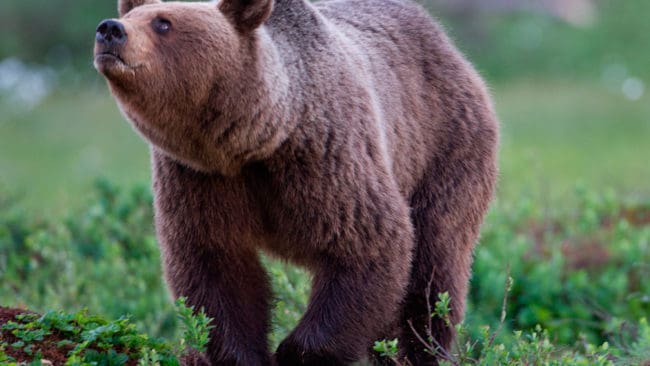Hittills i vår har 23 björnar avlivats i Västerbotten och tio i Jämtland för att freda renarnas kalvningsområden. På sikt kan skyddsjakterna göra att det blir en mindre kvot för årets licensjakt på björn.