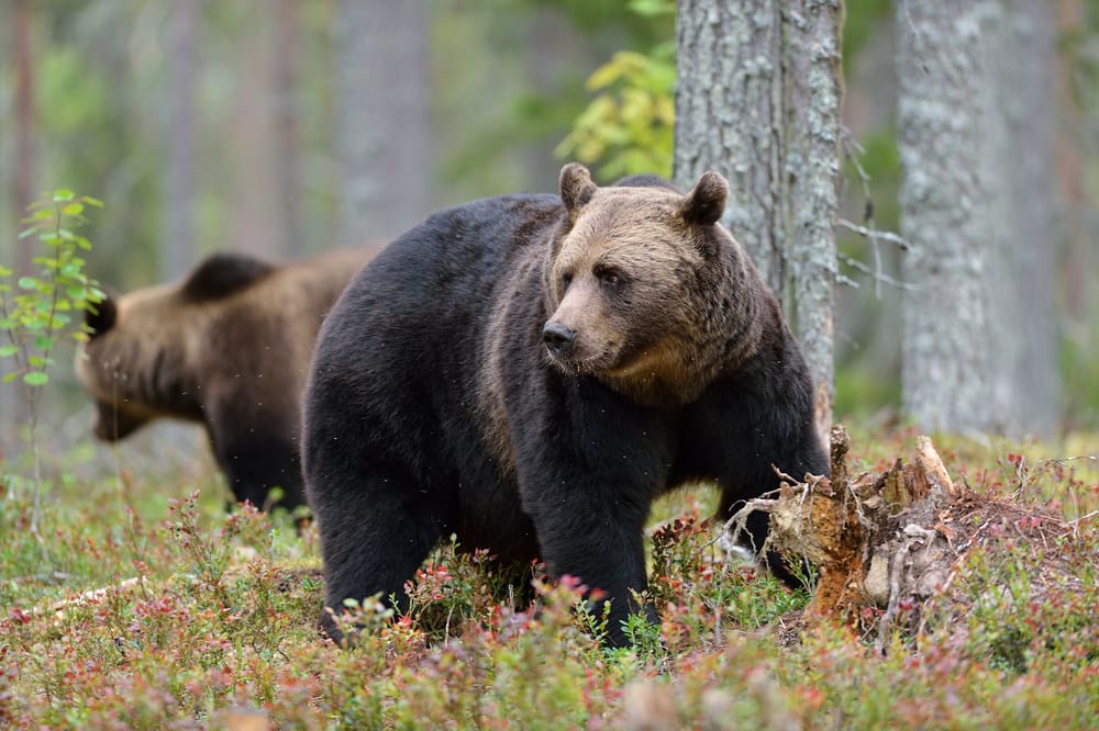 En björn i Jämtland och två i Dalarna, det är vad som återstår att årets björnjakt i Sverige.