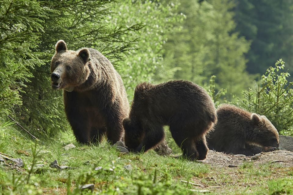 Älgjägaren Tim Norgren fick besök av fem björnar på älgpasset. (Arkivbild)