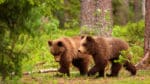I Sverige finns det cirka 2 900 björnar, enligt Naturvårdsverket. Siffran bygger på förra årets inventering, som gjordes med hjälp av insamlad björnspillning och rapporterade björnobservationer.