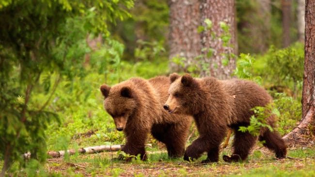I Sverige finns det cirka 2 900 björnar, enligt Naturvårdsverket. Siffran bygger på förra årets inventering, som gjordes med hjälp av insamlad björnspillning och rapporterade björnobservationer.