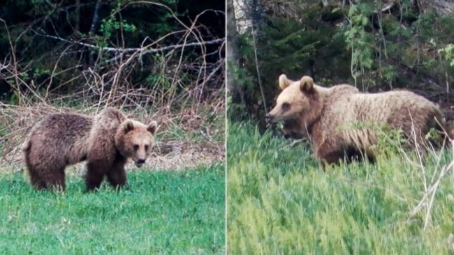 Oskygga björnar är ingen ovanlighet i området kring Viksjöfors. Göran Olsson som bor ett par kilometer från den plats där skyddsjakten pågår har haft påhälsning av flera björnar under den senaste tiden.