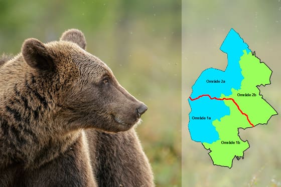60 björnar är tilldelade till höstens licensjakt i Jämtlands län. Länet är uppdelat i fyra områden.