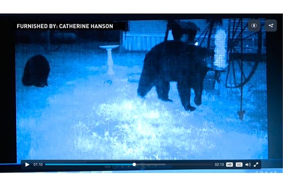 59-åriga Catherine Hanson anfölls av en björn hemma på gården. Den hade tidigade filmats med sina ungar när den åt av fågelmaten som hängts upp.