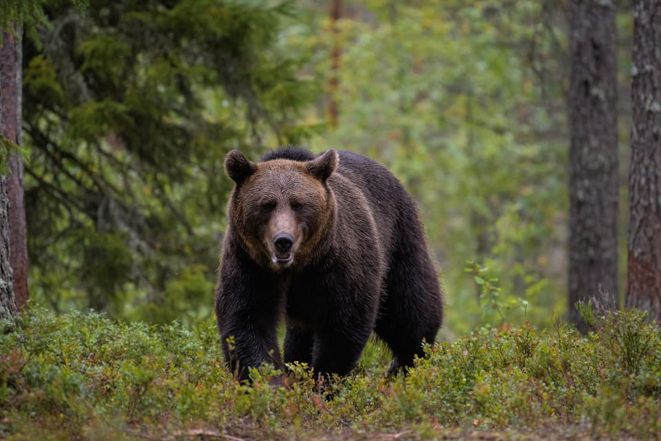 En brottsanmälan om förberedelse till grovt jaktbrott är upprättad, efter upptäckten av en misstänk illegal björnåtel.
