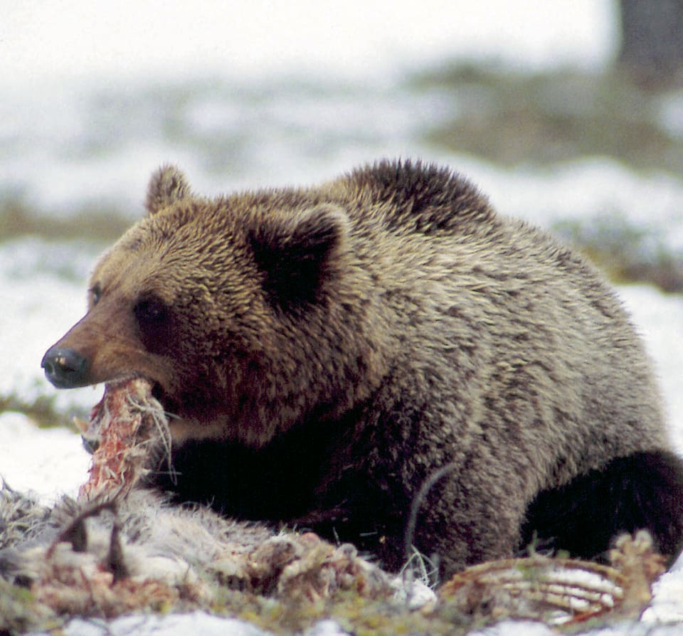 Björnåtlar för jakt är redan förbjudet i Finland. Jaktlagstiftningen väntas skärpas med att alla åtlar för rovdjur förbjuds fram till september, när björnjakten är slut.