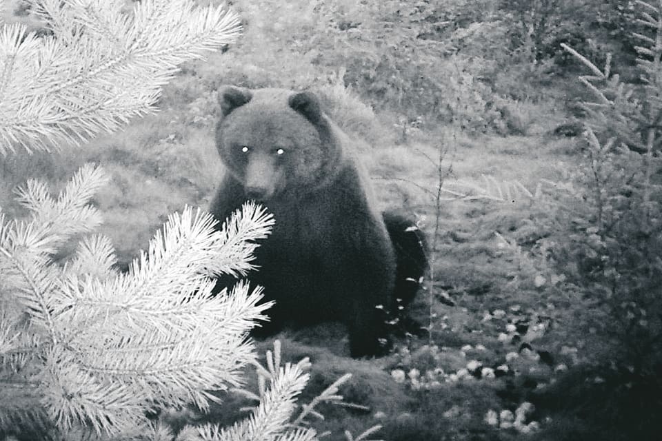 Efter att länsstyrelsen i Gävleborg upptäckt en illegal björnåtel ställs årets björnjakt in på ett 21 500 hektar stort viltvårdsområde i Ovanåkers kommun. (Arkivbild)