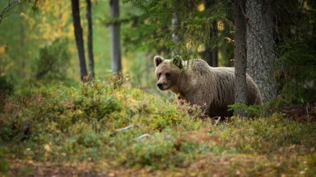 Eftersom björnjakten i Norrbotten hade hunnit avlysas ett par timmar tidigare, då en hona sköts i Piteå, kontaktades polisen.