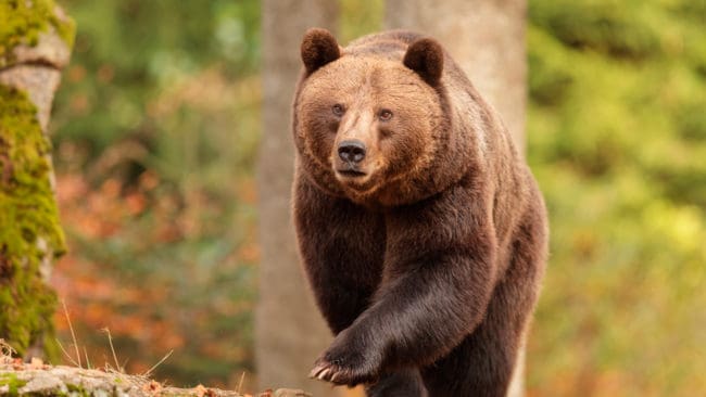 En björn sköts idag samband med en attack på en 30-årig jägare på Björnberget i Jämtland. Jägaren skadades i axeln och hämtades med ambulanshelikopter. (Arkivbild)