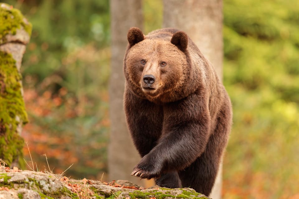 En björn sköts idag samband med en attack på en 30-årig jägare på Björnberget i Jämtland. Jägaren skadades i axeln och hämtades med ambulanshelikopter. (Arkivbild)