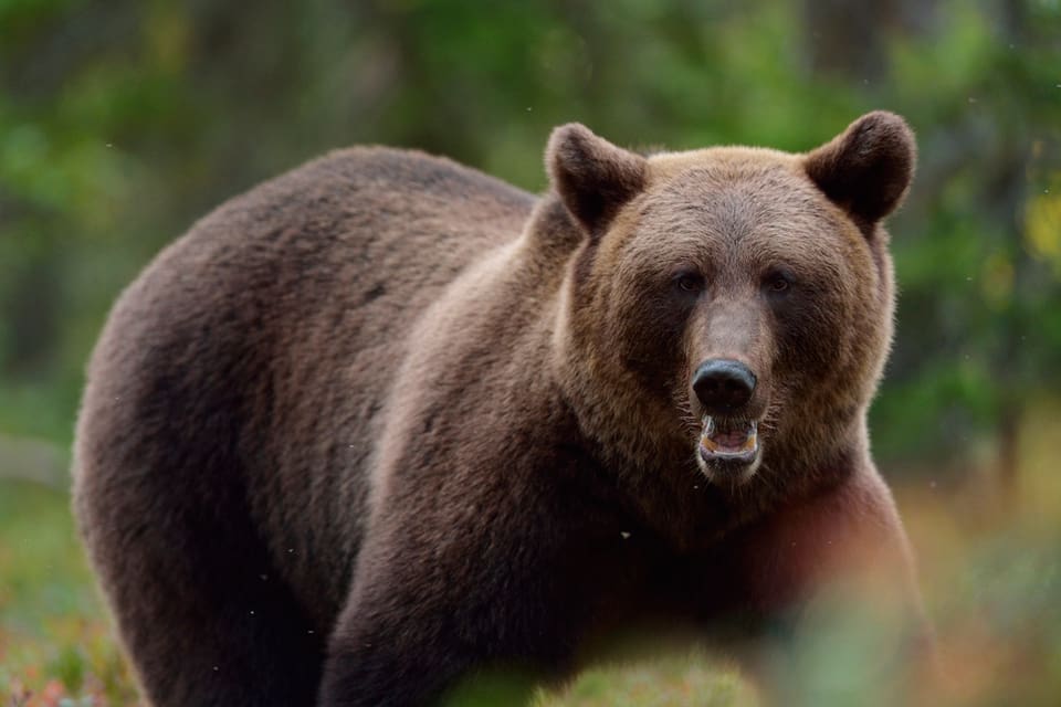 Med lördagens två fällda björnar i nödvärn är det sammanlagt sju björnar som skjutits i år när de attackerat jägare.
