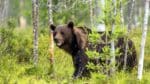 Under de kommande fyra licensjakterna i Västerbotten är målet att få ner björnstammen till 350 individer.