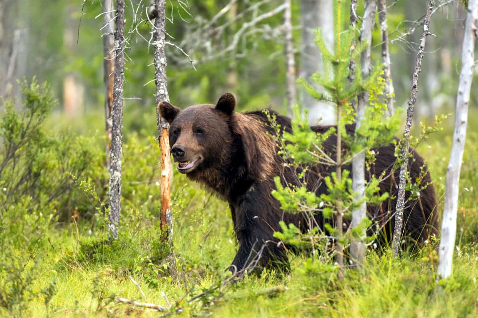 Bärplockaren blev bland annat biten i låret.