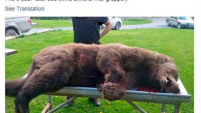 Så här såg det ut på Facebook när 29-åringen i Västerbotten erbjöd ett skinn efter en fälld björnhona. Nu har han dömts för artskyddsbrott och fått 9 000 kronor i böter.