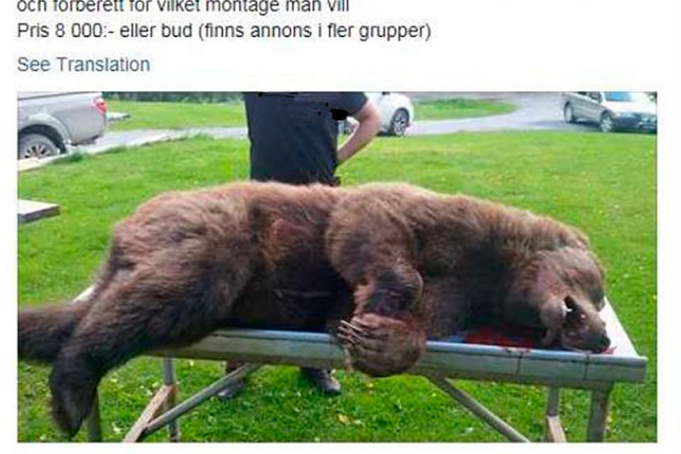 Så här såg det ut på Facebook när 29-åringen i Västerbotten erbjöd ett skinn efter en fälld björnhona. Nu har han dömts för artskyddsbrott och fått 9 000 kronor i böter.