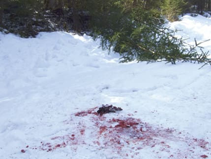 En handske finns kvar på platsen där skogsarbetaren fick första hjälpen av en arbetskamrat efter björnattacken.