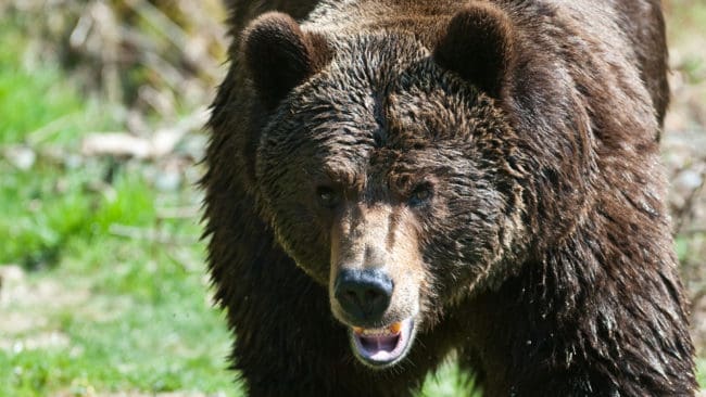 Björnarna som fälldes i Västerbotten under årets licensjakt vägde mellan 220 och 24 kilo.