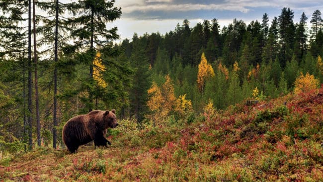 Jägarnas Riksförbund i Västerbotten kräver kraftigt ökad licensjakt på björn.