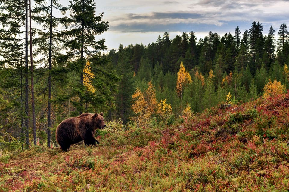 Jägarnas Riksförbund i Västerbotten kräver kraftigt ökad licensjakt på björn.