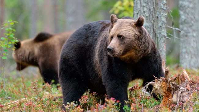 Även i år blir det licensjakt på 48 björnar i Dalarna. Jägarna får inte gehör för att höja jaktkvoten i länet.