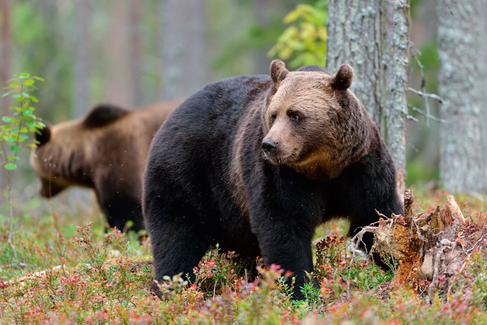 Även i år blir det licensjakt på 48 björnar i Dalarna. Jägarna får inte gehör för att höja jaktkvoten i länet.