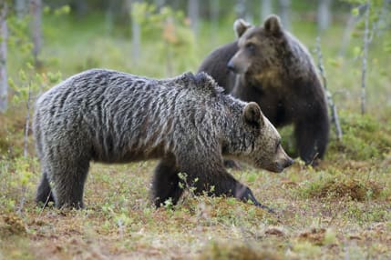 Inom tio år kan Sverige ha närmare 5 000 björnar, konstaterar rovdjursutredningen.