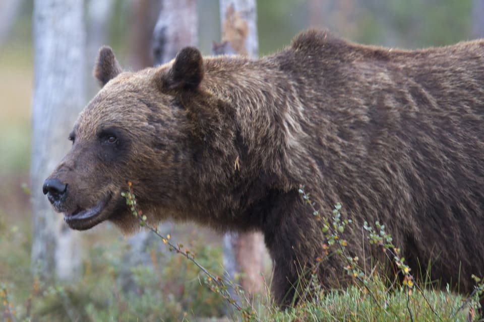 Det är inte bara rovdjur som björnar som kan vara farliga i samband med eftersök. Rovdjursfanatiker är ett hot och jägare som avlivar stora rovdjur på uppdrag av polisen får sin identitet skyddad.