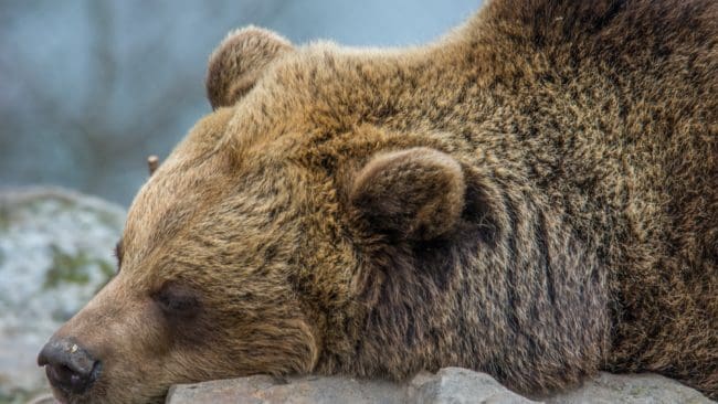 Nu är det möjligt att sova som en björn.