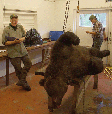Stefan Friberg och besiktingsmannen ”Hanse” Hansson i slakteriet på Orsa besparingsskog med den märkta björnen Droppen, som vägde 180 kilo.
