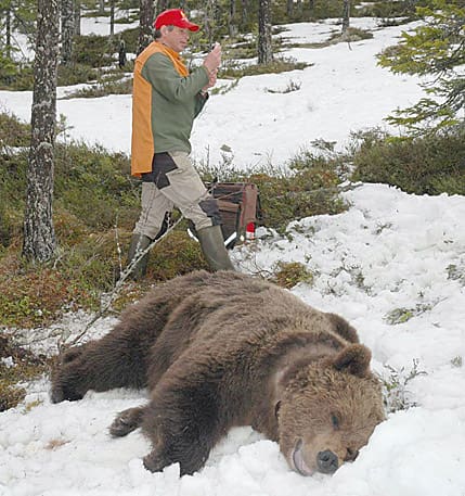 Björnforskaren Sven Brunberg håller på att ladda sprutan för att björnen skall vakna efter sövningen i norra Dalarna för några år sedan. Sämre gick det vid en märkning utanför Jokkmokk. Trots bedövningssprutan vaknade plötsligt björnen och gick till attack mot en forskare.