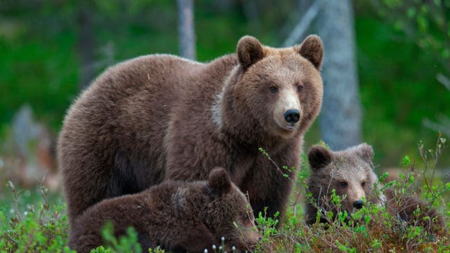 Naturvårdsverket drar igång en process för att få fram nya miniminivåer för antalet rovdjur i länen. Det ”golvet” för gynnsam bevarandestatus blir sedan utgångspunkt för beslut om licensjakt på björn, lodjur och varg.