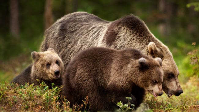 Jägarnas Riksförbund får inte gehör för yrkandet att 96 björnar borde få jagas i hela Dalarna utan områdesindelning. Motiveringen för avslaget i Förvaltningsrätten innebär att det inte borde ses en enda björnunge under årets licensjakt, enligt länets JRF-bas.