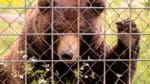 Ungbjörnen tog sig under ett stängsel och dödade en 18-åring djurskötare. Arbetsmiljöverket har utrett händelsen och riktar en åtalsanmälan mot företaget som äger Orsa rovdjurspark. (Arkivbild)