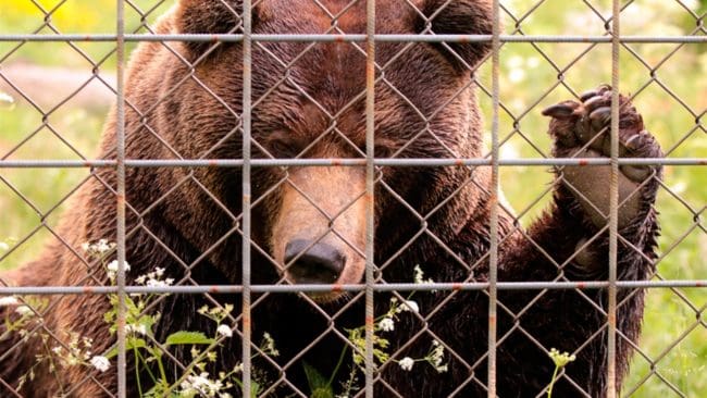 Ungbjörnen tog sig under ett stängsel och dödade en 18-åring djurskötare. Arbetsmiljöverket har utrett händelsen och riktar en åtalsanmälan mot företaget som äger Orsa rovdjurspark. (Arkivbild)