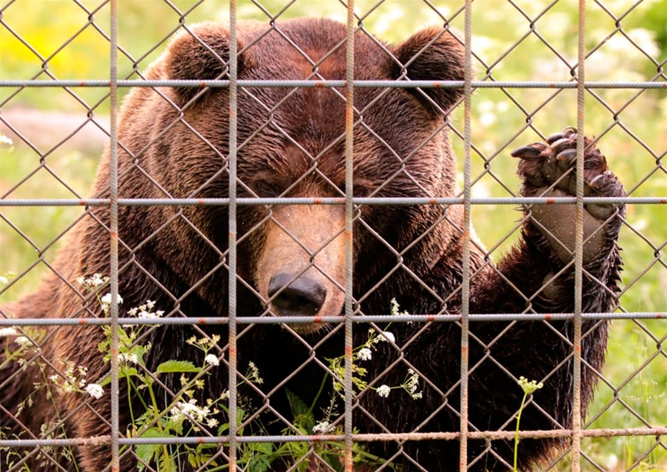 Ungbjörnen tog sig under ett stängsel och dödade en 18-åring djurskötare. Arbetsmiljöverket har utrett händelsen och riktar en åtalsanmälan mot företaget som äger Orsa rovdjurspark. (Arkivbild)