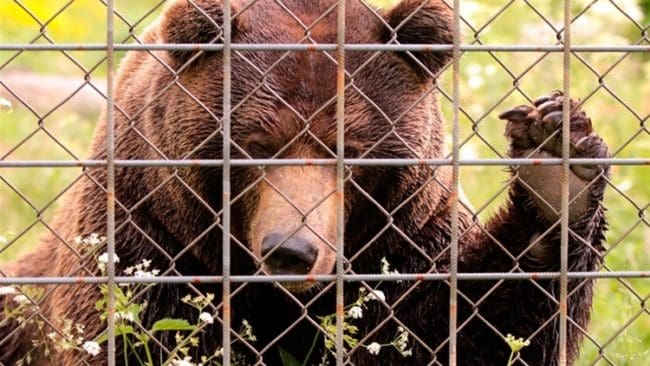 Förundersökningen om den dödliga björnattacken mot en djurskötare i Orsa rovdjurspark dröjer ytterligare och väntas nu vara klar till årsskiftet. (Arkivbild)
