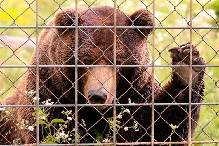 Förundersökningen om den dödliga björnattacken mot en djurskötare i Orsa rovdjurspark dröjer ytterligare och väntas nu vara klar till årsskiftet. (Arkivbild)