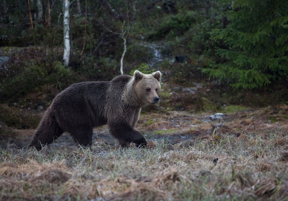 En till björn har skjutits av en hundförare i nödvärn. Den här gången utanför Norråker i Jämtland. (Arkivbild)