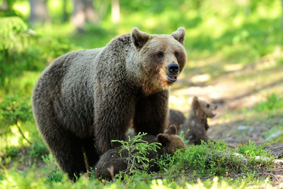 I Sverige har det blivit vanligare att björnhonorna tar hand om sina ungar i hela 2,5 år istället för 1,5 år.