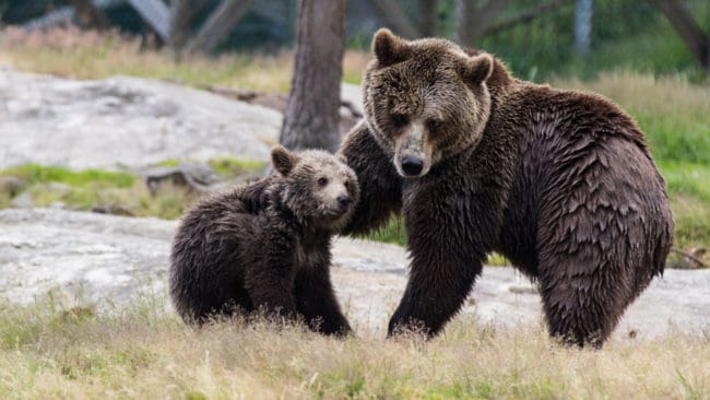 Fem av sju länsstyrelser har än så länge beslutat om tilldelningen under årets licensjakt på björn.