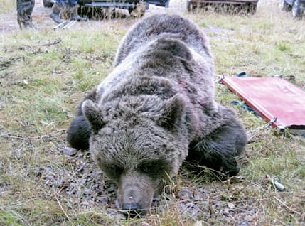 Den stora björnhonan fälldes efter eftersöket.
